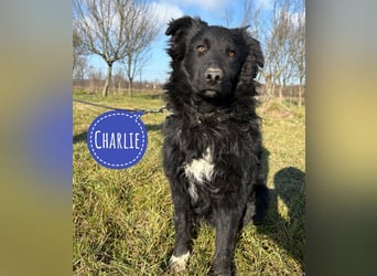Charlie ein lieber Hundebub