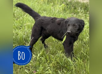 Bo ein feiner Hundebub