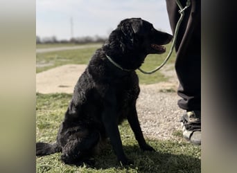 Boba eine fröhliche freundliche Hündin