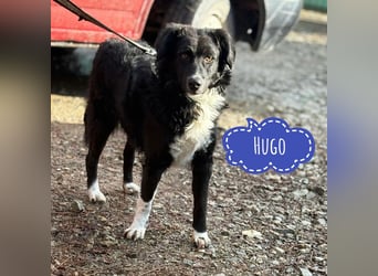 Hugo ein gutmütiger lieber Schatz