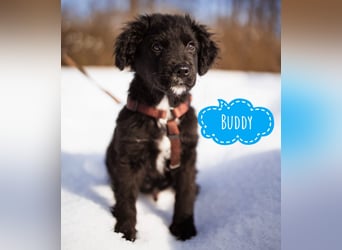 Buddy ein verspielter Clown