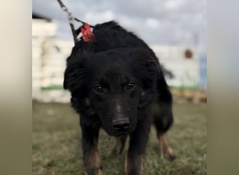 Amigo ein Engel auf vier Pfoten