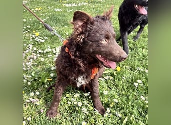 Kava eine treue Begleiterin fürs Leben