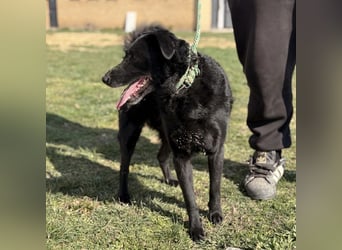 Boba eine fröhliche freundliche Hündin