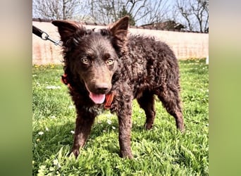 Kava eine treue Begleiterin fürs Leben