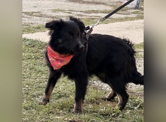 Amigo ein Engel auf vier Pfoten