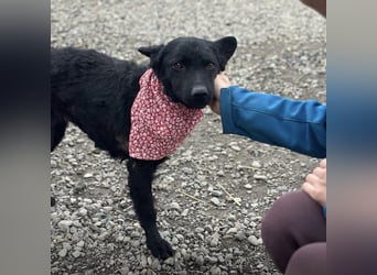 Layla ein sanfter ruhiger Schatz