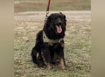 Atlas ein wundervoller Rüde