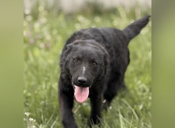 Zierliche schwarze Kata wird immer übersehen