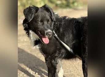 Hugo ein gutmütiger lieber Schatz