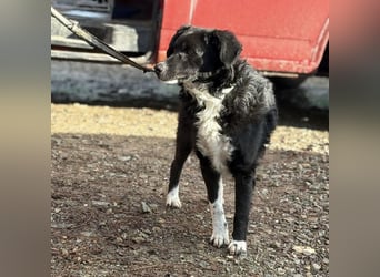 Hugo ein gutmütiger lieber Schatz