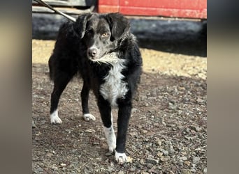 Hugo ein gutmütiger lieber Schatz