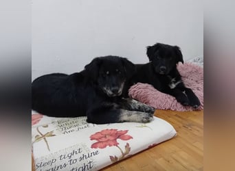 Ledo ein Schatz auf vier Pfoten