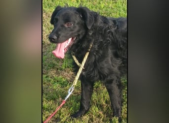 Buddy ein Traumwesen