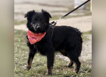 Amigo ein Engel auf vier Pfoten