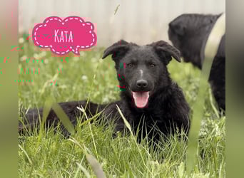 Zierliche schwarze Kata wird immer übersehen