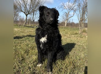 Charlie ein lieber Hundebub