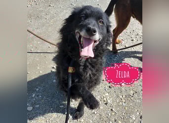 Zelda eine absolute Seelenhündin