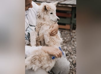 Tibor ein blonder verspielter Bub