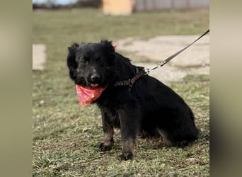 Amigo ein Engel auf vier Pfoten