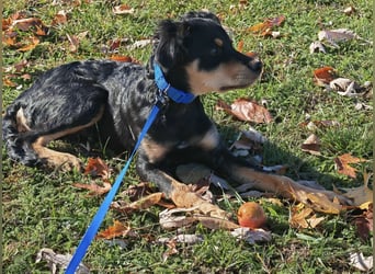 Pero ein kleiner fröhlicher