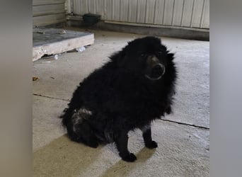 Lord - wird er je eine Chance bekommen?