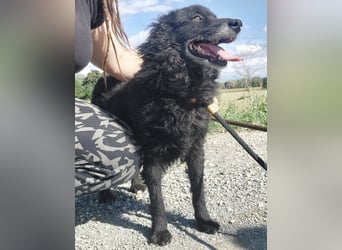 Zelda eine absolute Seelenhündin