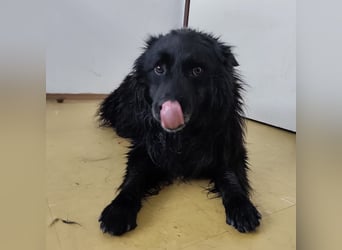 Marlo ein gutmütiger Rüde