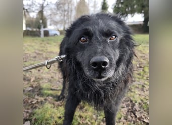 Marlo ein gutmütiger Rüde