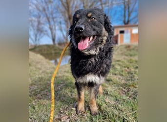 Laloo ein Schatz auf vier Pfoten