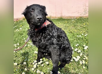 Stipo ein freundlicher Welpenbub