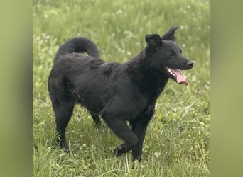 Bo ein feiner Hundebub