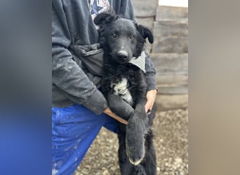 Chi Chi ein ängstlicher Schatz