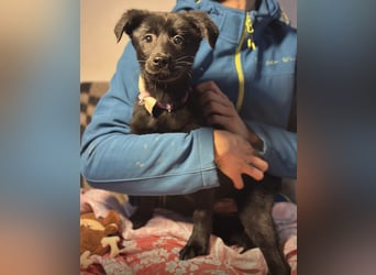 Saide ein freundliches Mädchen