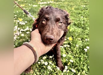 Kava eine treue Begleiterin fürs Leben