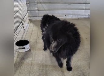 Lord - wird er je eine Chance bekommen?