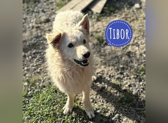 Tibor ein blonder verspielter Bub