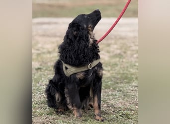 Atlas ein wundervoller Rüde