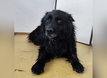 Marlo ein gutmütiger Rüde