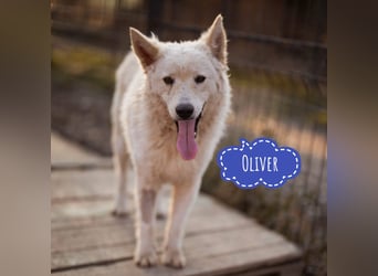 Oliver ein dankbarer Schatz