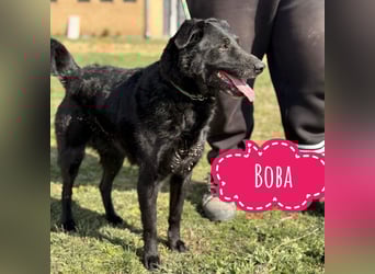 Boba eine fröhliche freundliche Hündin