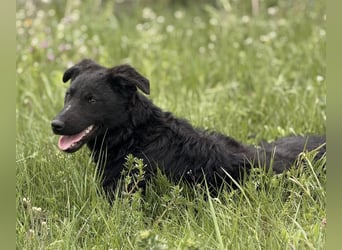 Zierliche schwarze Kata wird immer übersehen