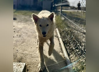 Tibor ein blonder verspielter Bub