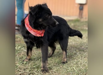 Amigo ein Engel auf vier Pfoten