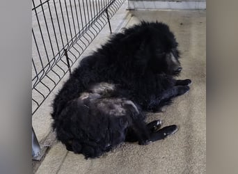 Lord - wird er je eine Chance bekommen?