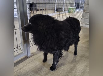 Lord - wird er je eine Chance bekommen?