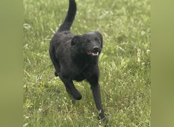 Bo ein feiner Hundebub