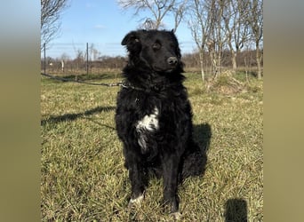 Charlie ein lieber Hundebub