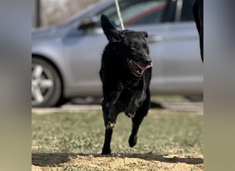 Boba eine fröhliche freundliche Hündin
