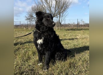 Charlie ein lieber Hundebub